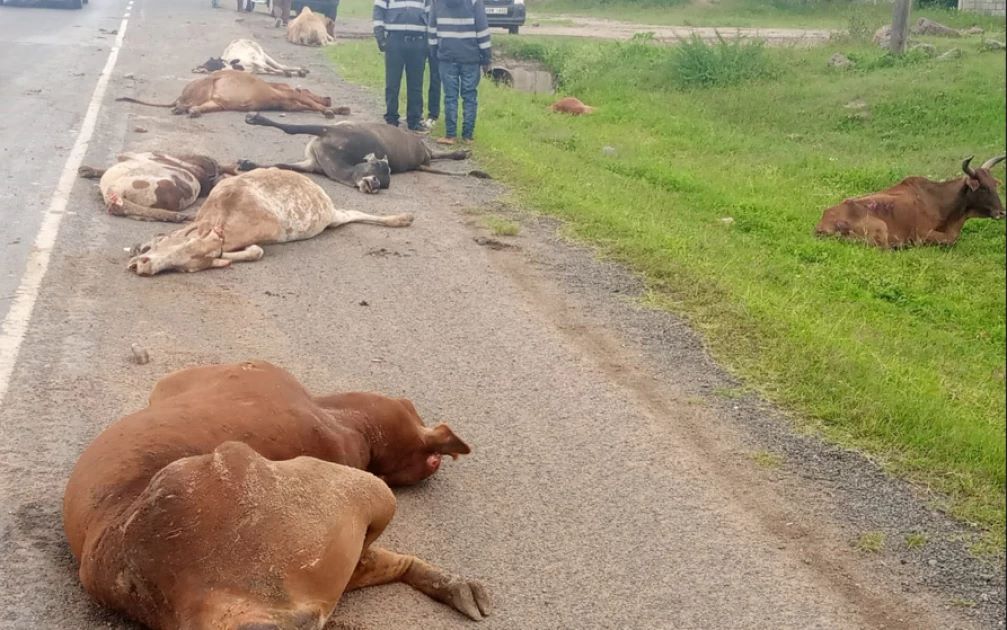 Truck Driver Attacked After Killing 13 Cows On Mombasa Road